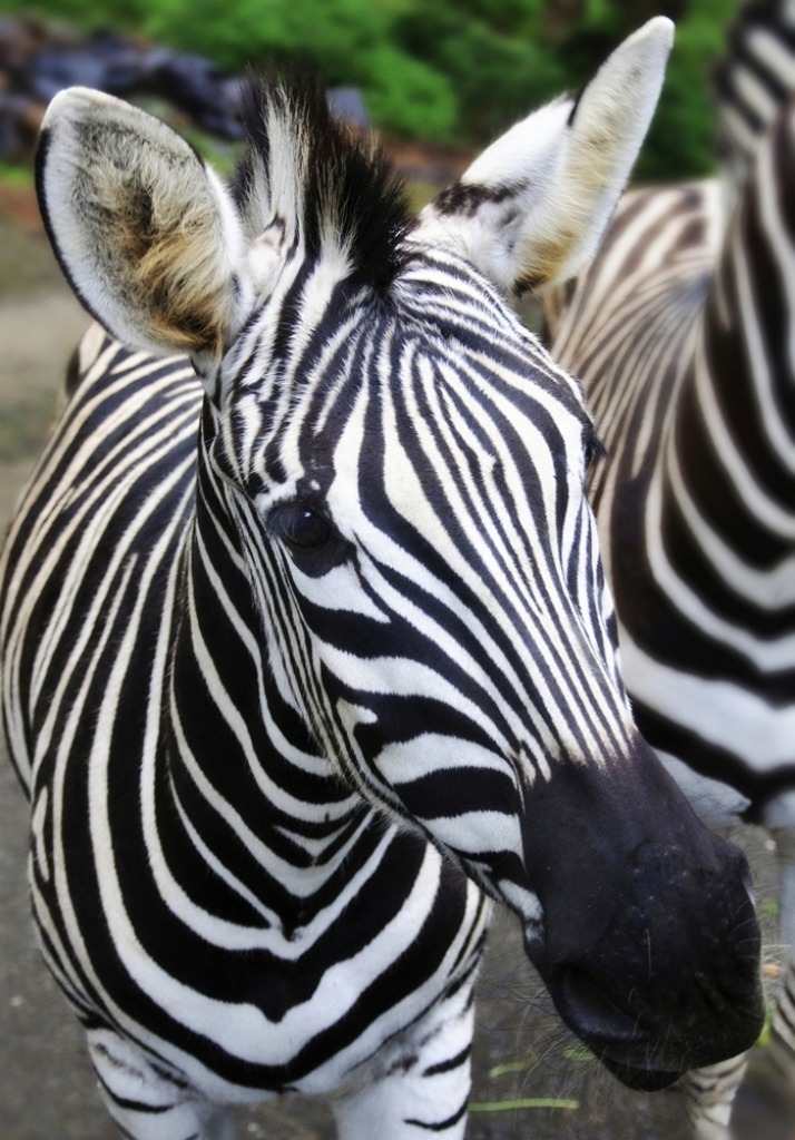 Stripes jigsaw puzzle in Animals puzzles on TheJigsawPuzzles.com