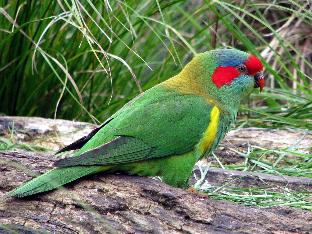 Musk Lorikeet jigsaw puzzle in Animals puzzles on TheJigsawPuzzles.com