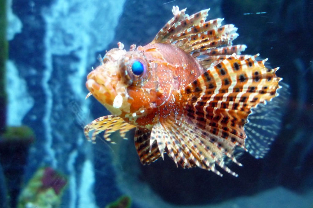 Lionfish jigsaw puzzle in Under the Sea puzzles on TheJigsawPuzzles.com