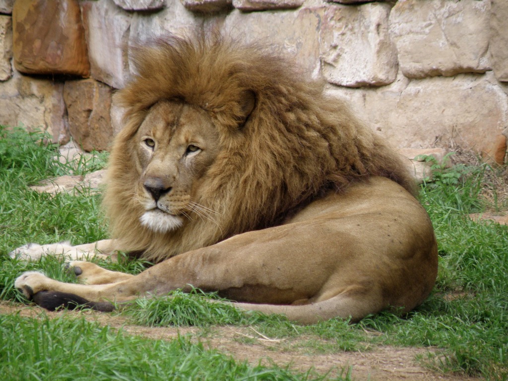 Lazy Lion jigsaw puzzle in Animals puzzles on TheJigsawPuzzles.com
