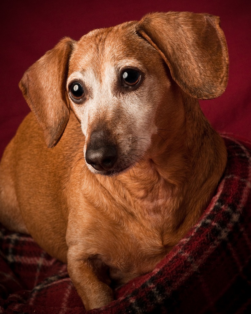 Dachshund jigsaw puzzle in Puzzle of the Day puzzles on TheJigsawPuzzles.com