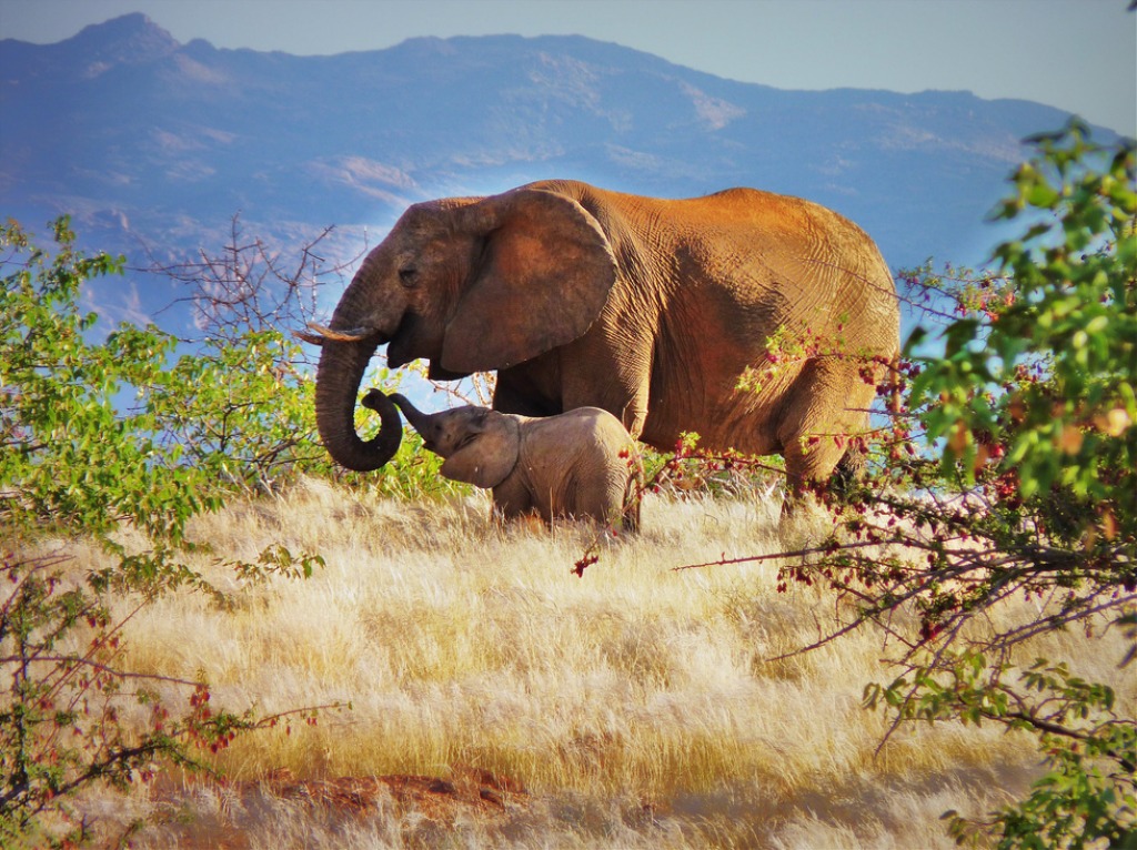 Mother and Calf jigsaw puzzle in Animals puzzles on TheJigsawPuzzles.com