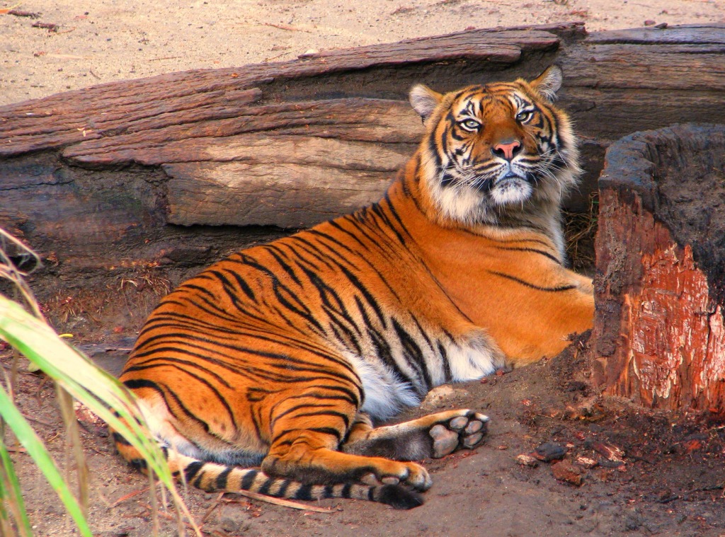 Sumatran Tiger jigsaw puzzle in Animals puzzles on TheJigsawPuzzles.com
