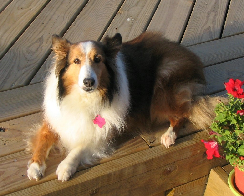 Margo jigsaw puzzle in Animals puzzles on TheJigsawPuzzles.com