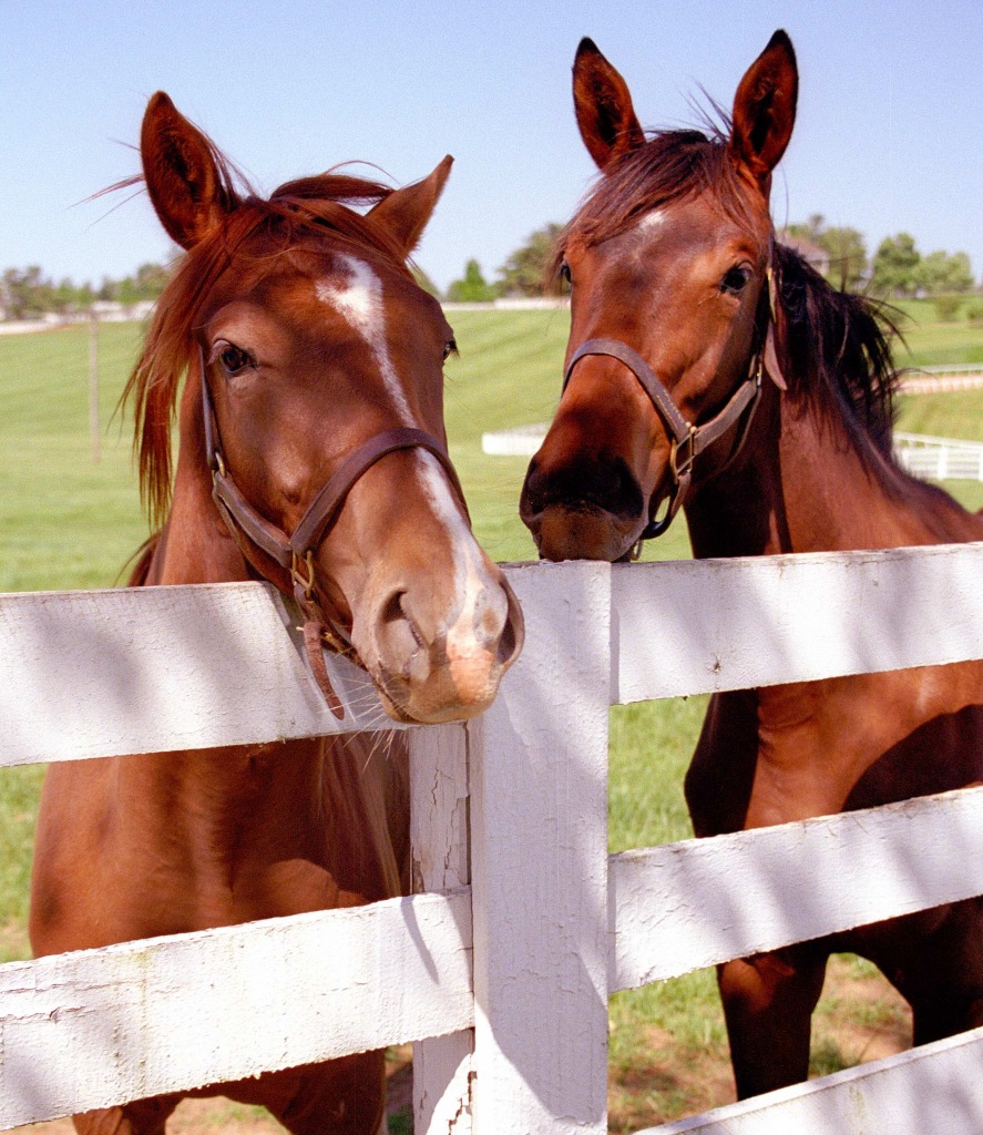 Lexington, Kentucky jigsaw puzzle in Animals puzzles on TheJigsawPuzzles.com