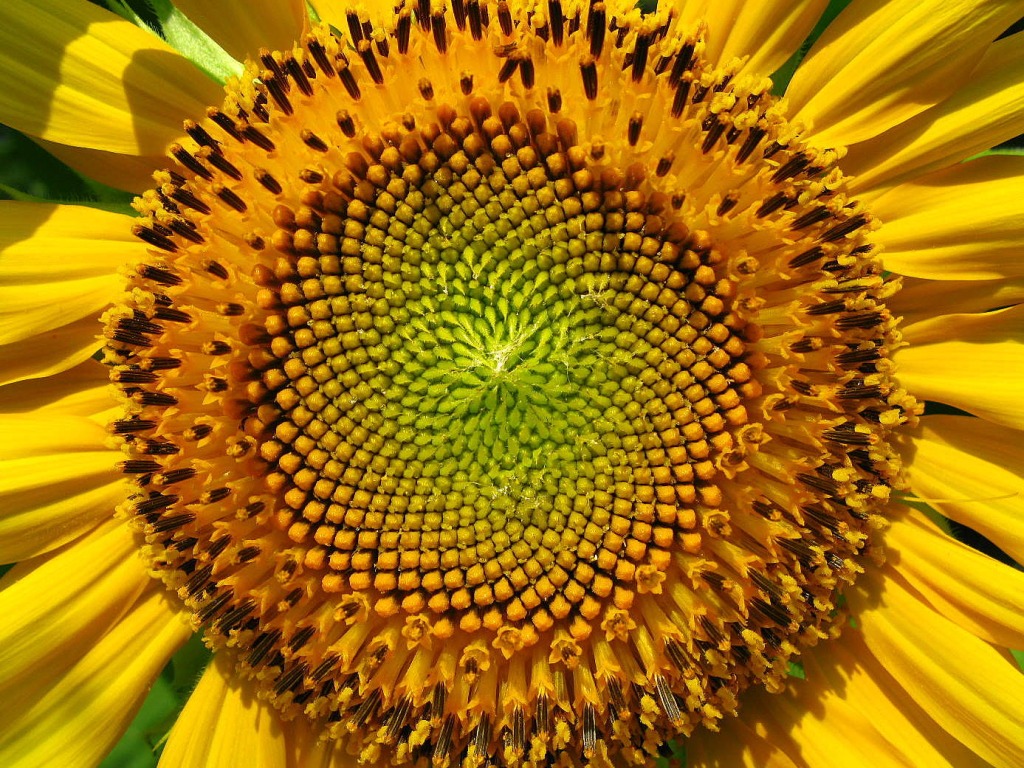 Flower of the Sun jigsaw puzzle in Flowers puzzles on TheJigsawPuzzles.com