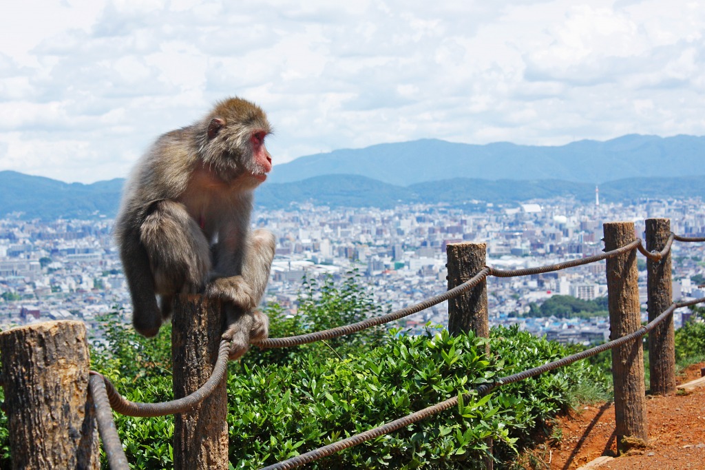 Iwatayama Monkey Park jigsaw puzzle in Animals puzzles on TheJigsawPuzzles.com