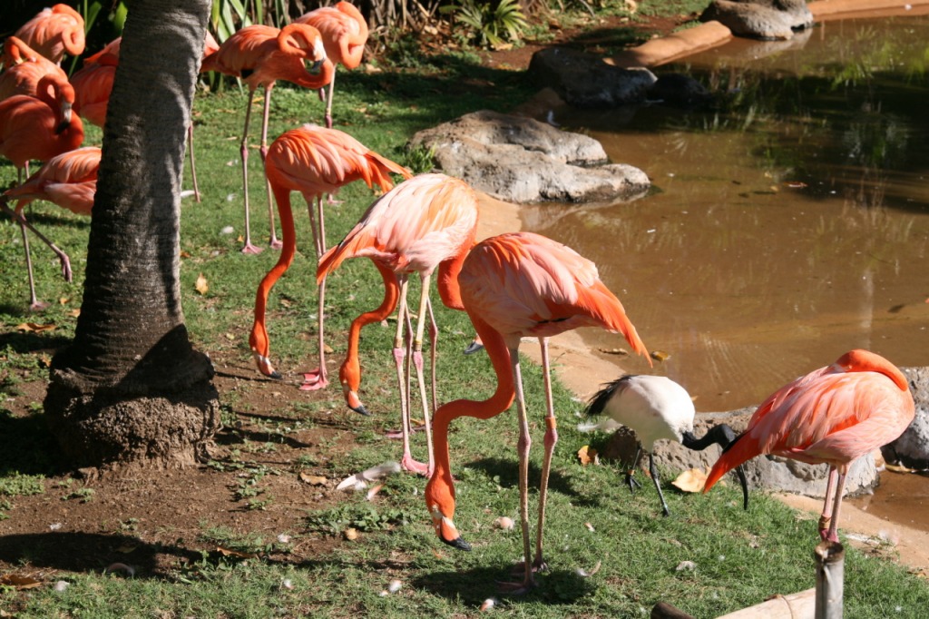 American Flamingo jigsaw puzzle in Animals puzzles on TheJigsawPuzzles.com