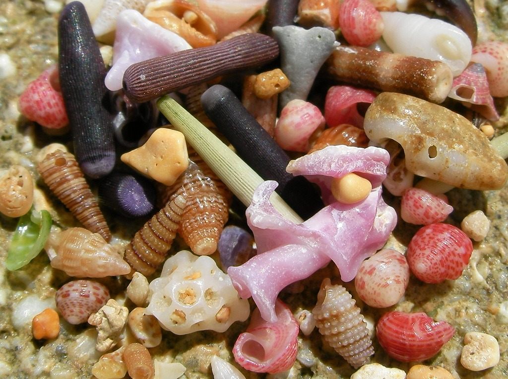 Sea Shells jigsaw puzzle in Macro puzzles on TheJigsawPuzzles.com