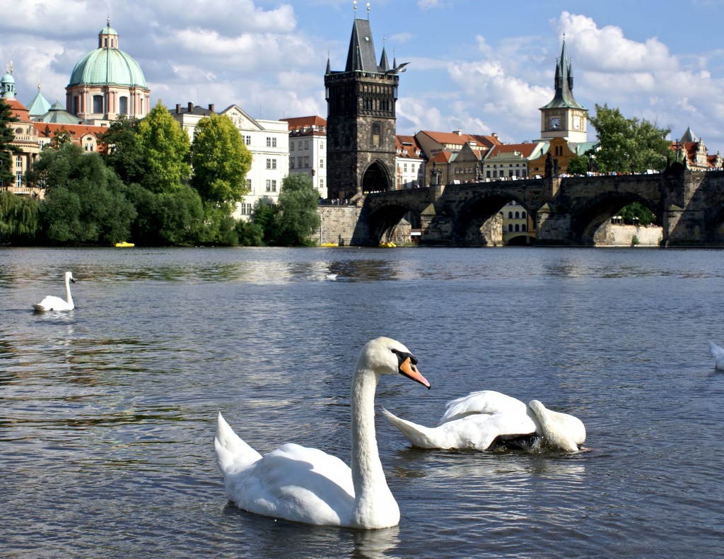 Swans and the Karluv Most jigsaw puzzle in Bridges puzzles on TheJigsawPuzzles.com