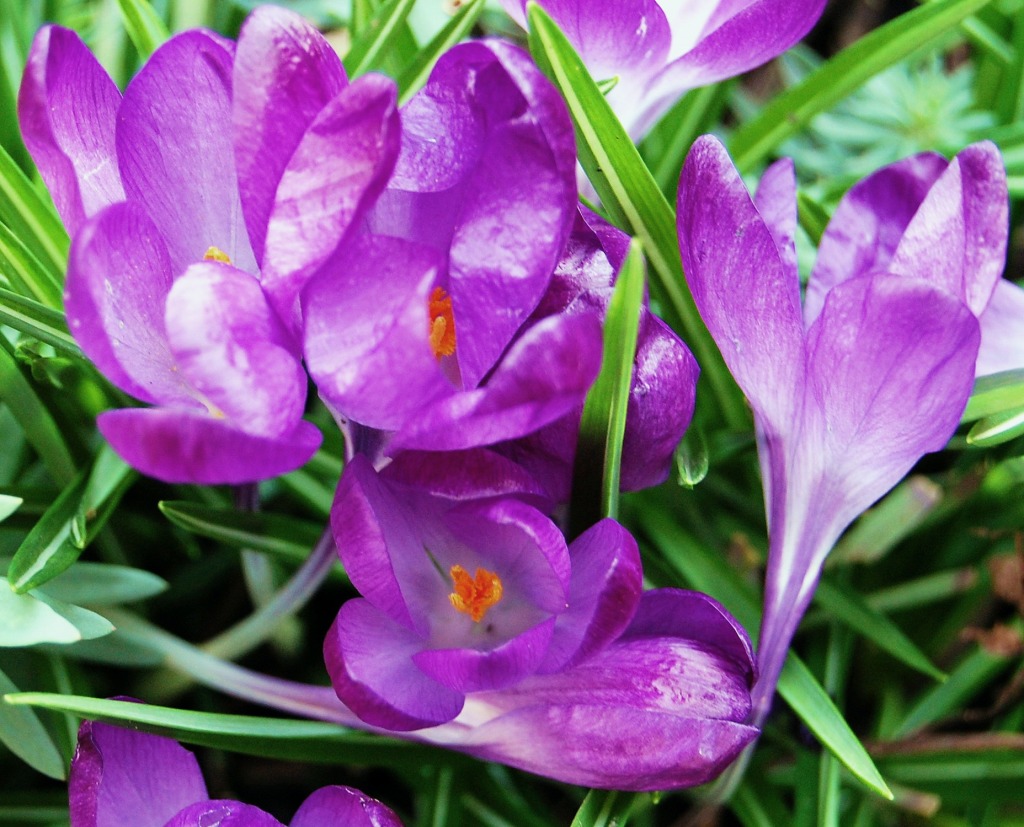 Purple Crocus jigsaw puzzle in Flowers puzzles on TheJigsawPuzzles.com