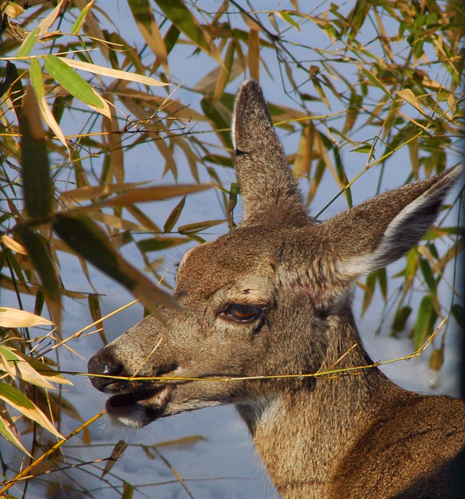 Waiter, There's a Deer in My Bamboo jigsaw puzzle in Animals puzzles on TheJigsawPuzzles.com