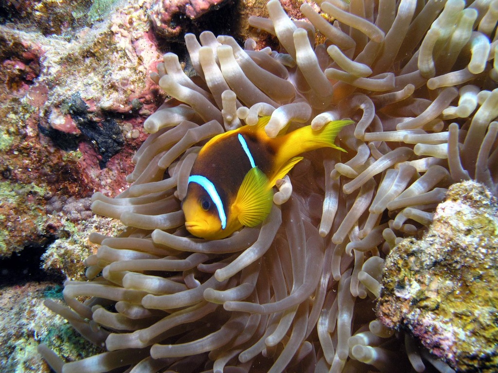 Anemonefish jigsaw puzzle in Under the Sea puzzles on TheJigsawPuzzles.com