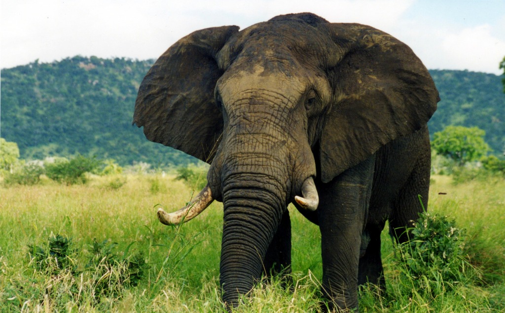 Elephant jigsaw puzzle in Animals puzzles on TheJigsawPuzzles.com