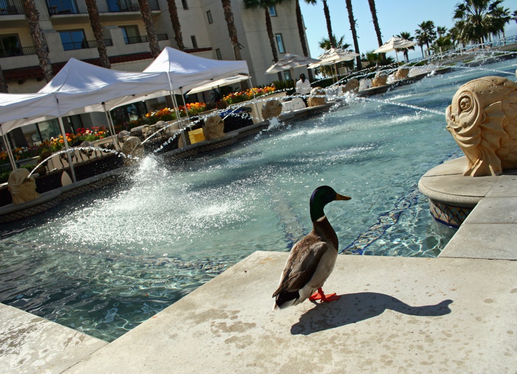 Hotel Duck jigsaw puzzle in Animals puzzles on TheJigsawPuzzles.com