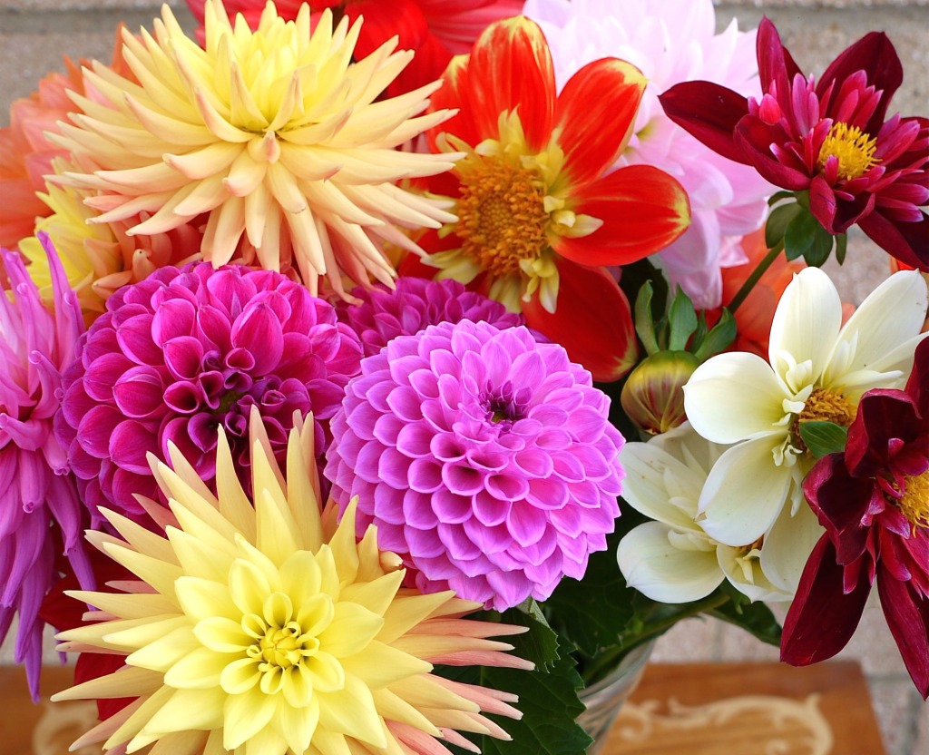 Dahlias jigsaw puzzle in Flowers puzzles on TheJigsawPuzzles.com