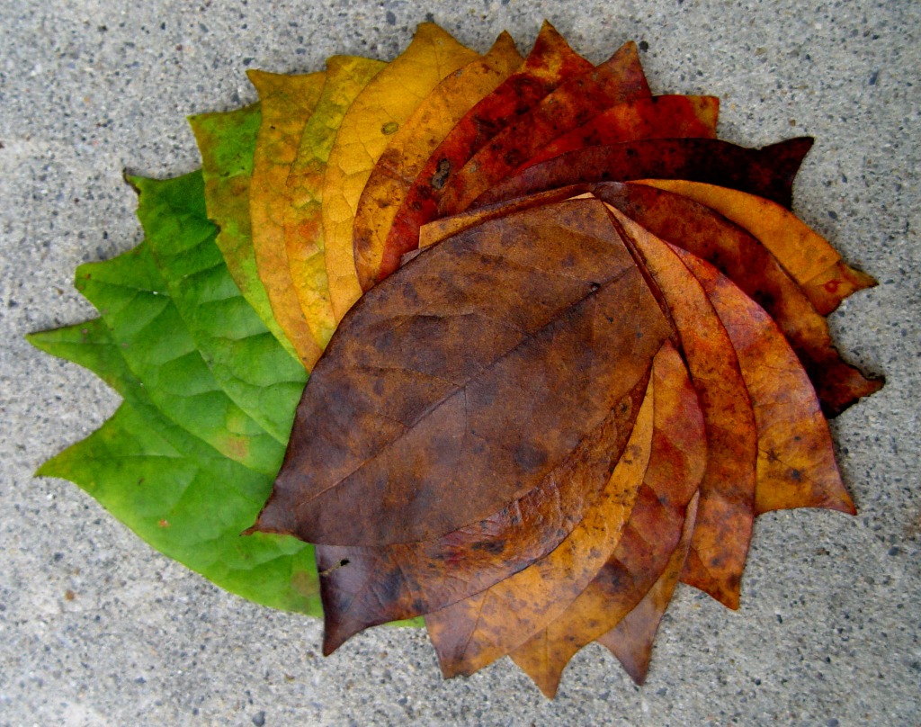 Autumn jigsaw puzzle in Macro puzzles on TheJigsawPuzzles.com