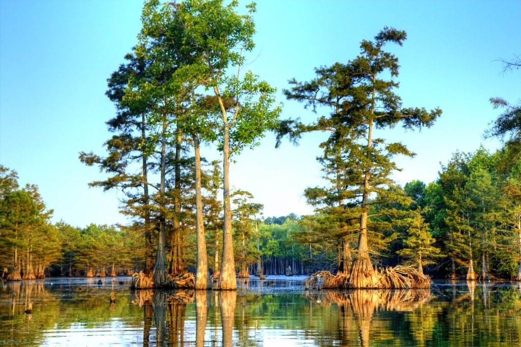 Cypress Tree jigsaw puzzle in Great Sightings puzzles on TheJigsawPuzzles.com
