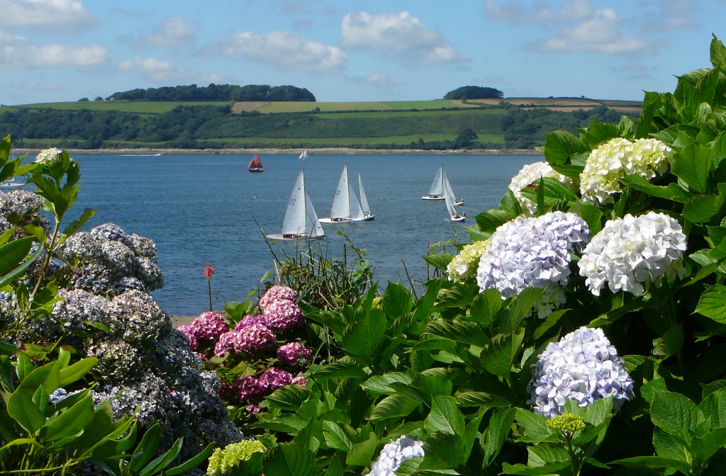 Hydrangeas jigsaw puzzle in Puzzle of the Day puzzles on TheJigsawPuzzles.com