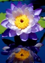 Hardy Waterlily