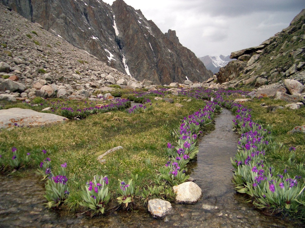 Alpine Flowers at Ala-Archa jigsaw puzzle in Flowers puzzles on TheJigsawPuzzles.com