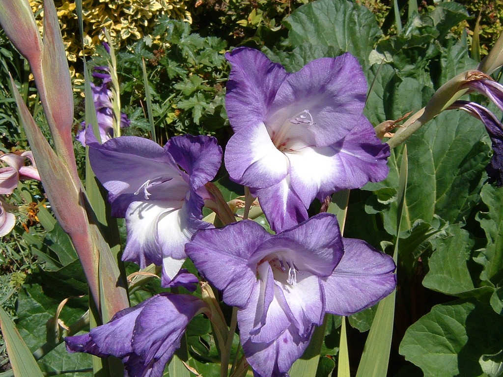 Gladiola jigsaw puzzle in Flowers puzzles on TheJigsawPuzzles.com