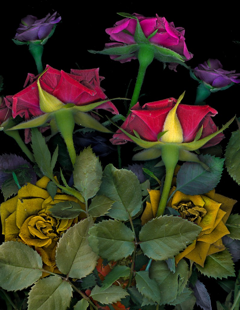 Roses jigsaw puzzle in Puzzle of the Day puzzles on TheJigsawPuzzles.com
