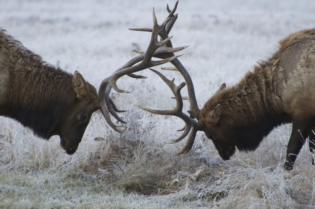 Roosevelt Elk jigsaw puzzle in Animals puzzles on TheJigsawPuzzles.com