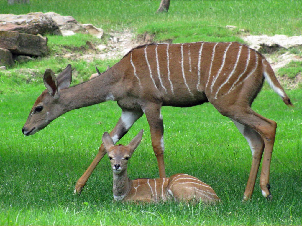 Lesser Kudus jigsaw puzzle in Animals puzzles on TheJigsawPuzzles.com