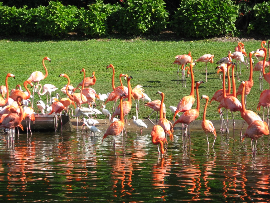 Flamingos jigsaw puzzle in Puzzle of the Day puzzles on TheJigsawPuzzles.com