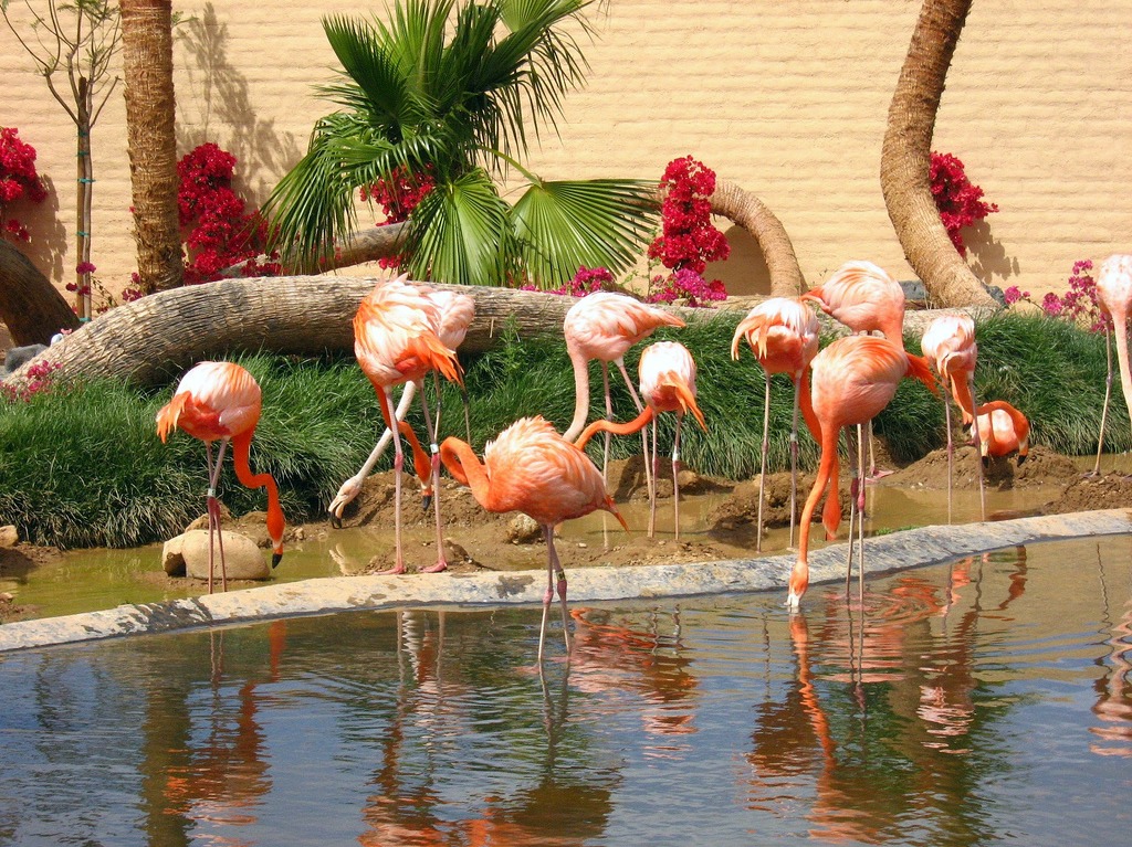 Flamingo Island jigsaw puzzle in Animals puzzles on TheJigsawPuzzles.com