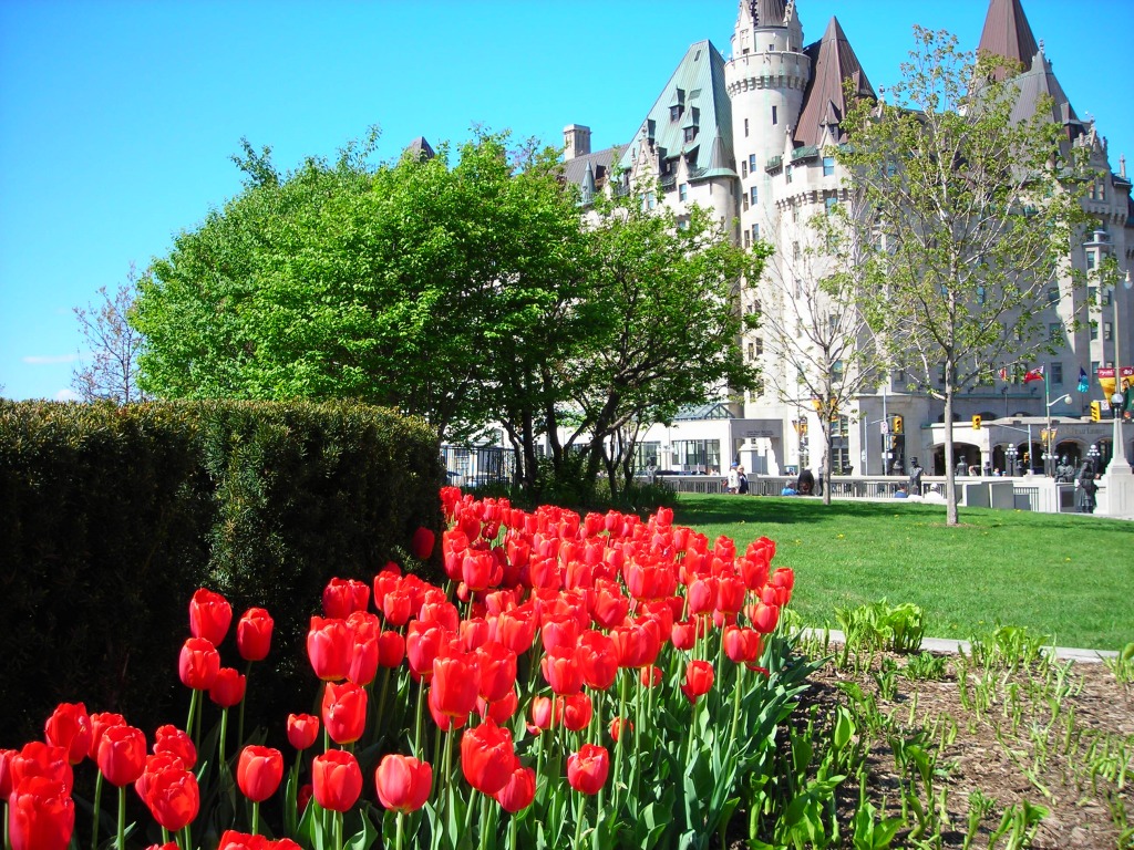 Tulips in Ottawa jigsaw puzzle in Flowers puzzles on TheJigsawPuzzles.com