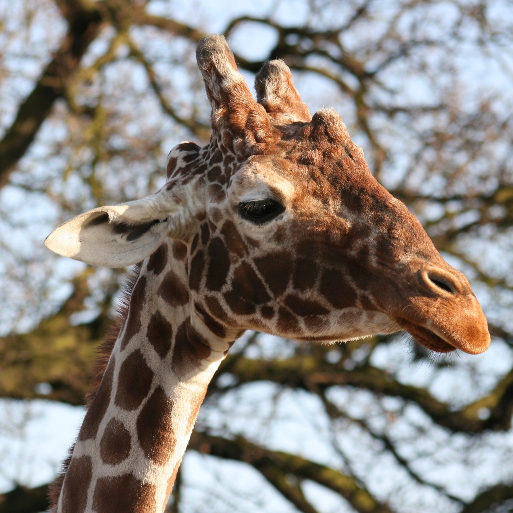 Giraffe, Colchester Zoo, England jigsaw puzzle in Animals puzzles on TheJigsawPuzzles.com