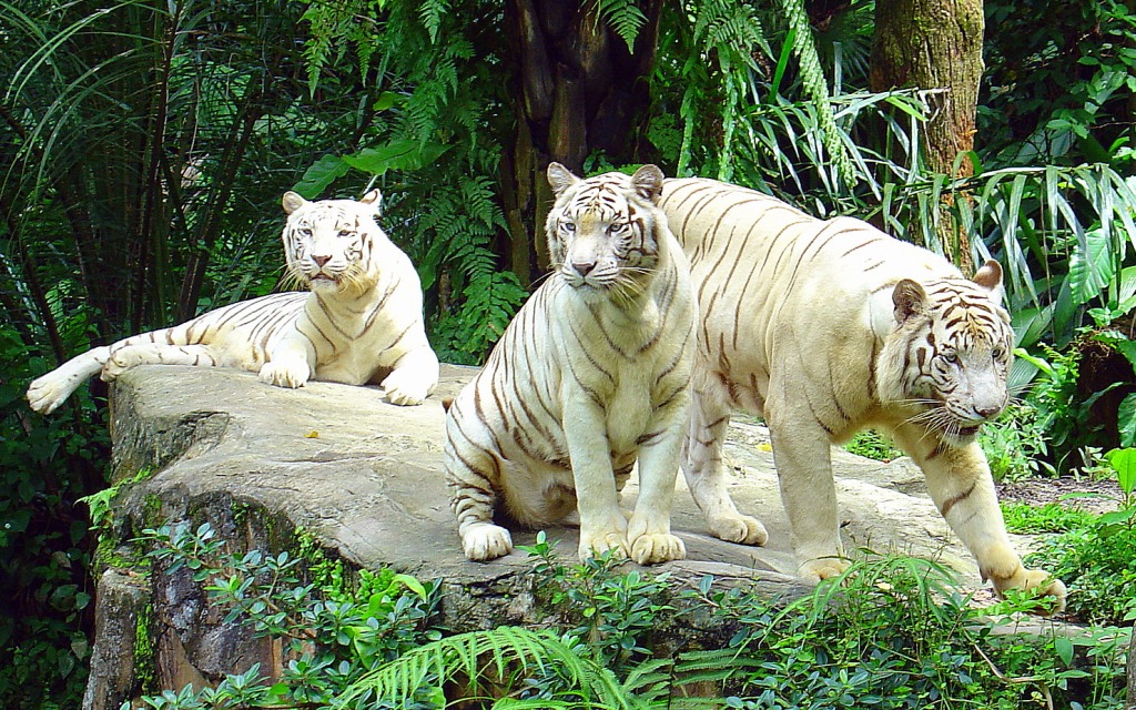 White Tigers, Singapore Zoo jigsaw puzzle in Animals puzzles on TheJigsawPuzzles.com