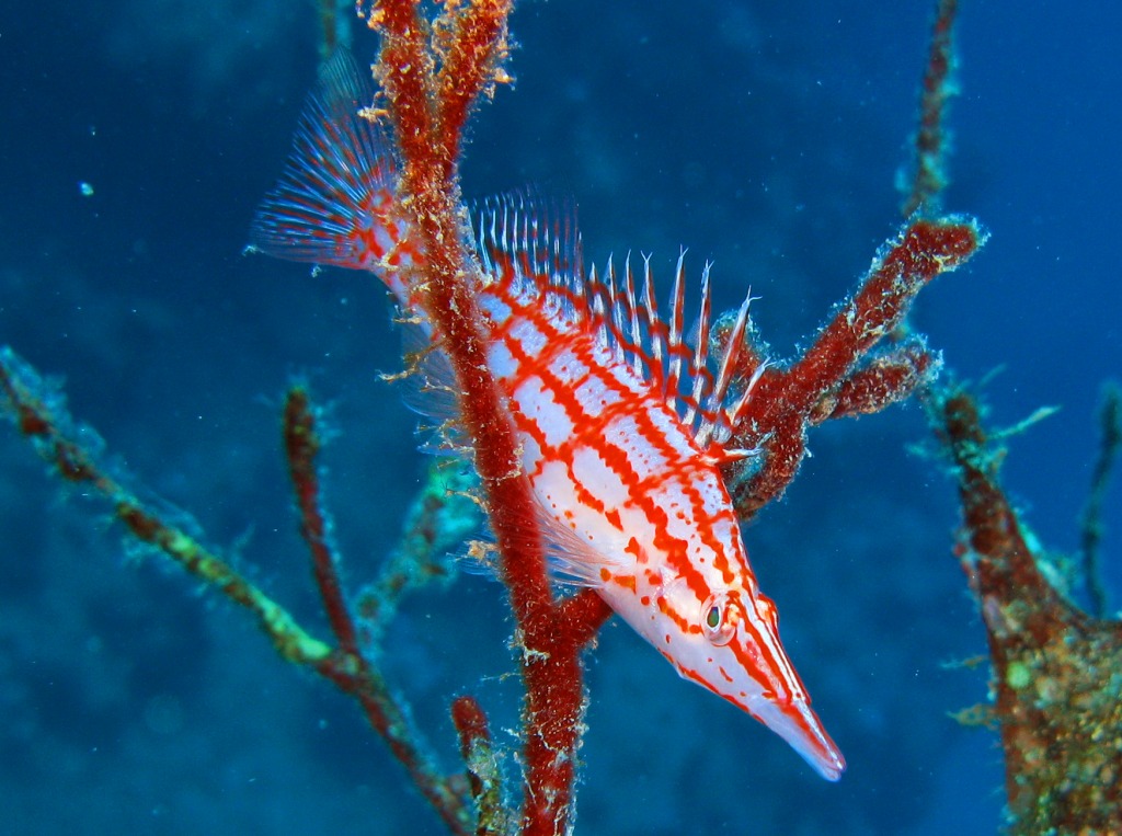 Longnose Hawkfish jigsaw puzzle in Under the Sea puzzles on TheJigsawPuzzles.com