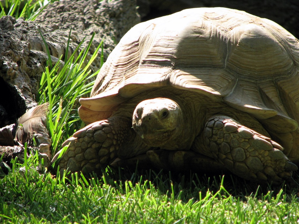 Tortoise in Portugal Zoo jigsaw puzzle in Animals puzzles on TheJigsawPuzzles.com