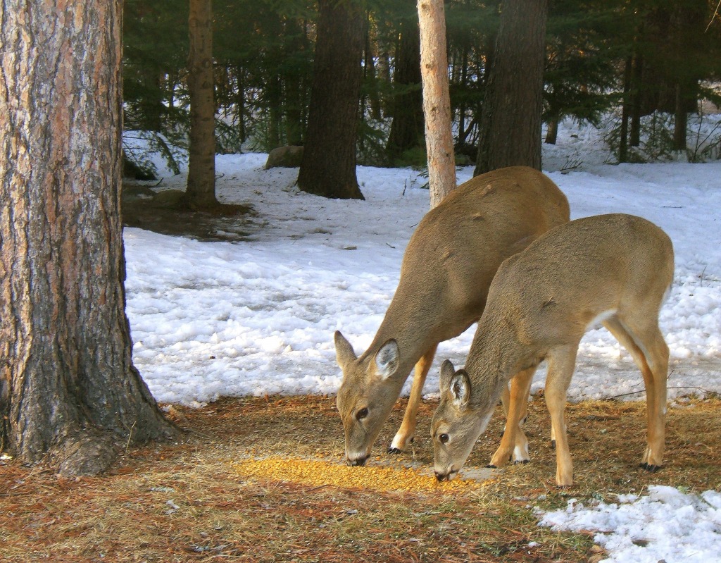 Hungry Deer jigsaw puzzle in Animals puzzles on TheJigsawPuzzles.com