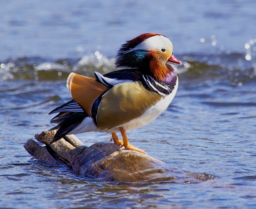 Mandarin Duck jigsaw puzzle in Animals puzzles on TheJigsawPuzzles.com