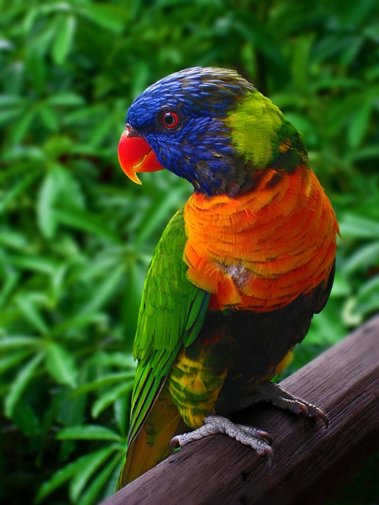 Rainbow Lorikeet jigsaw puzzle in Animals puzzles on TheJigsawPuzzles.com