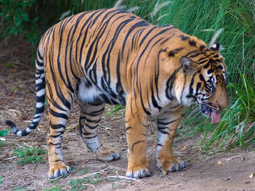 Tiger at San Diego Wild Animal Park jigsaw puzzle in Animals puzzles on TheJigsawPuzzles.com