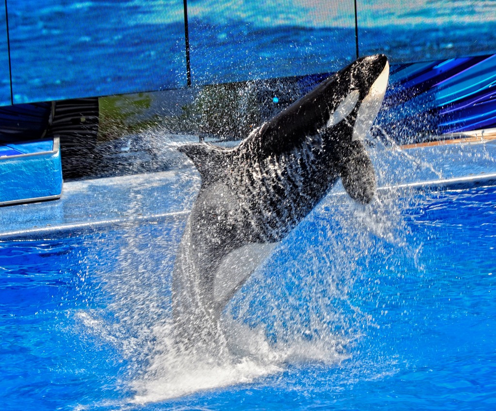 Shamu jigsaw puzzle in Animals puzzles on TheJigsawPuzzles.com