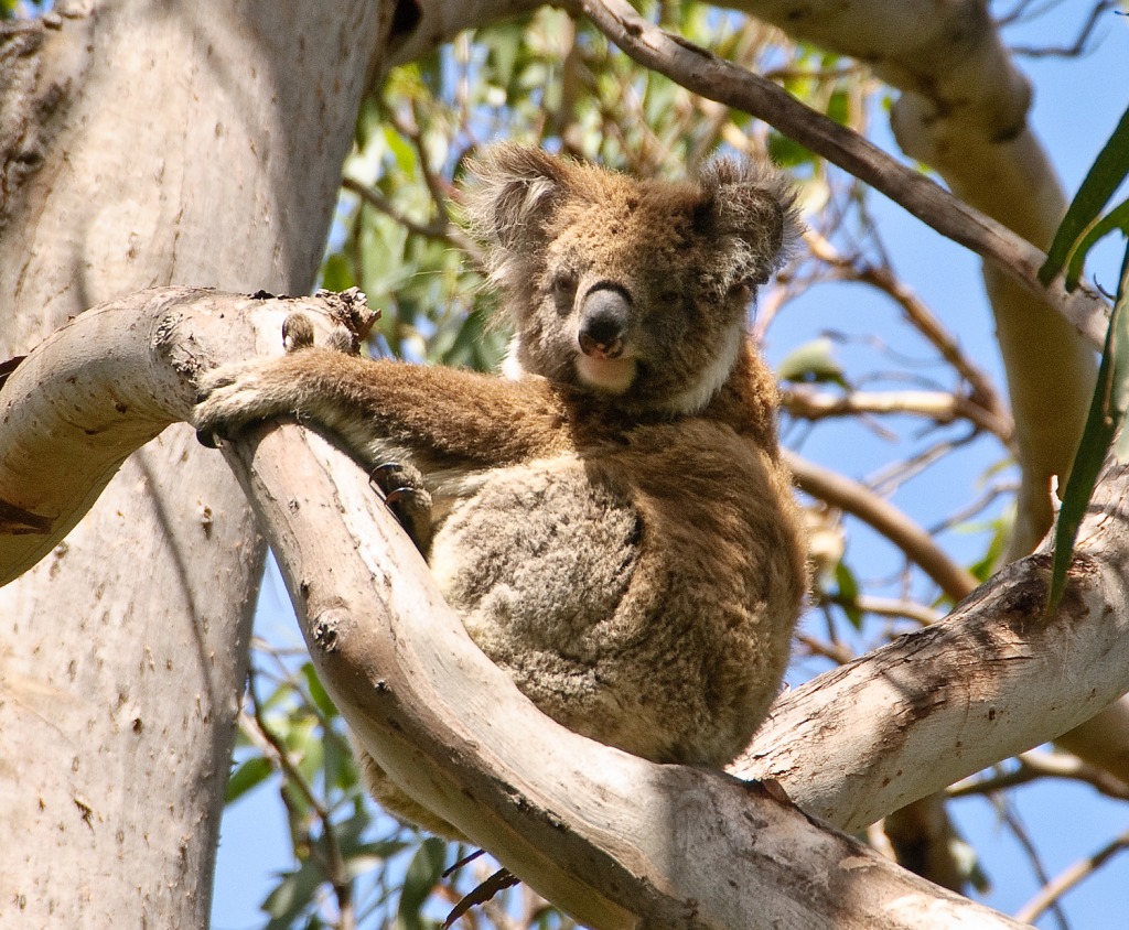 Koala jigsaw puzzle in Animals puzzles on TheJigsawPuzzles.com