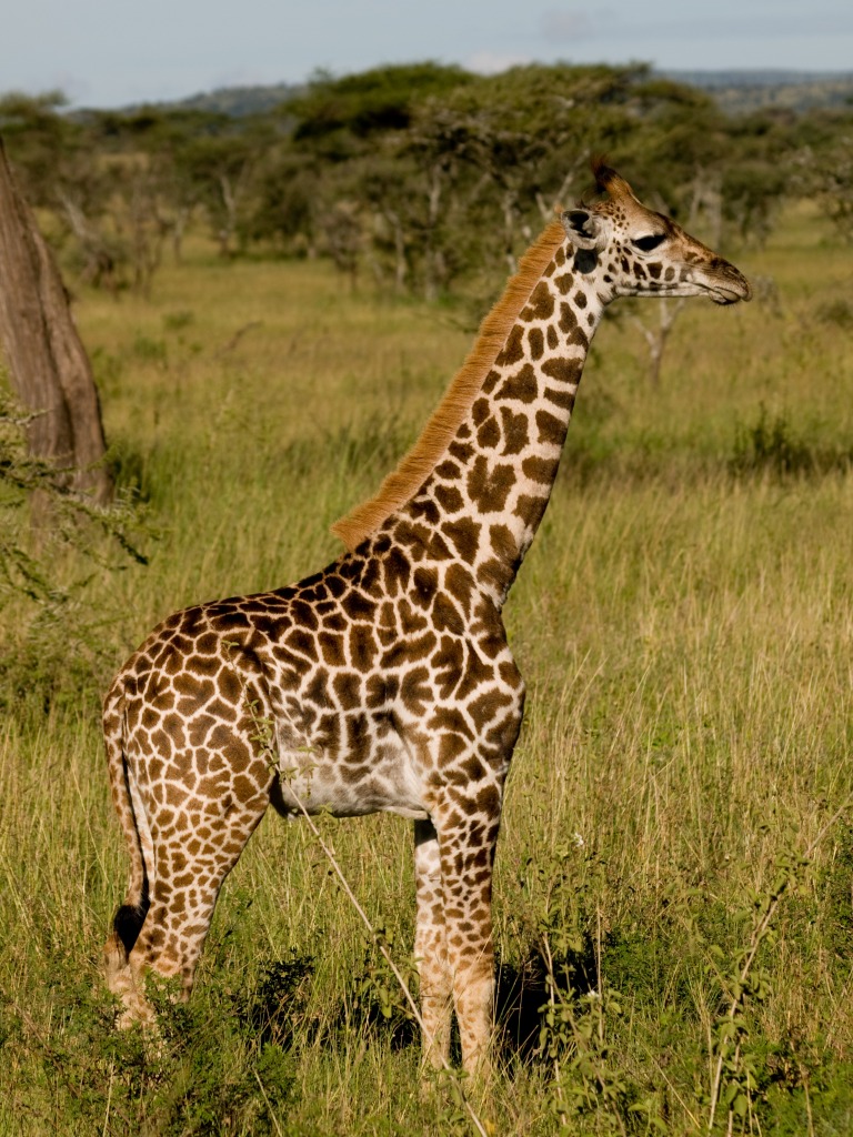 Serengeti NP, Tanzania jigsaw puzzle in Animals puzzles on TheJigsawPuzzles.com
