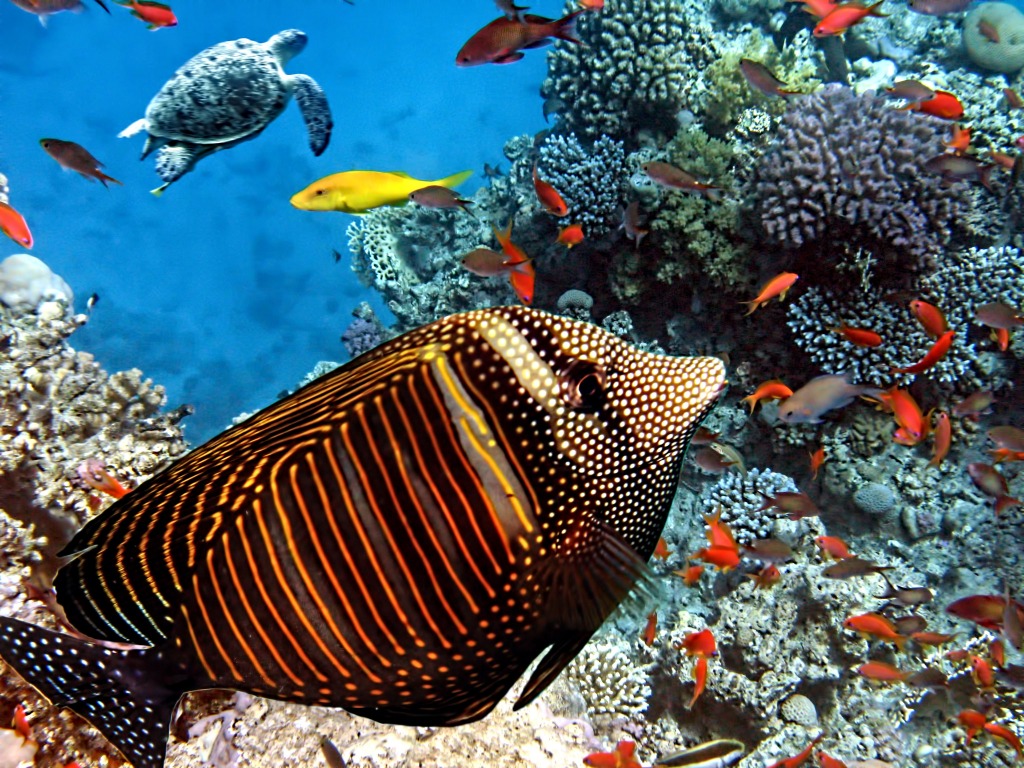 Red Sea Sailfin Tang jigsaw puzzle in Under the Sea puzzles on TheJigsawPuzzles.com