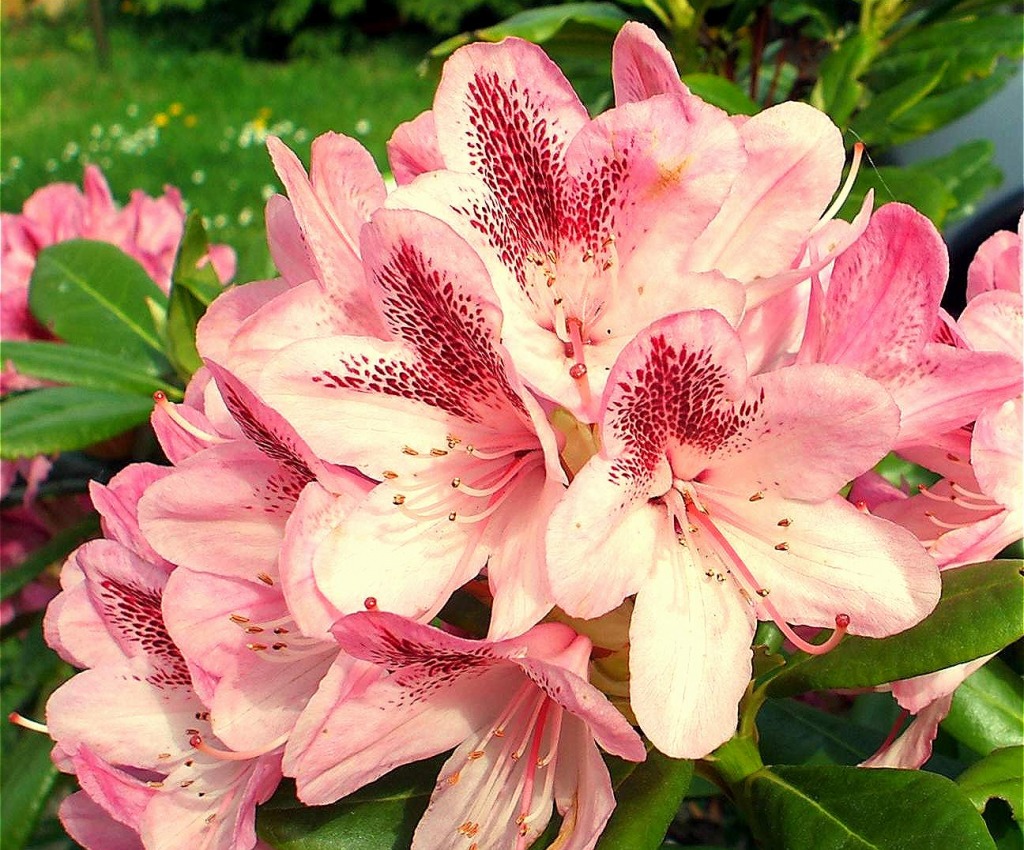 Rhododendron jigsaw puzzle in Flowers puzzles on TheJigsawPuzzles.com