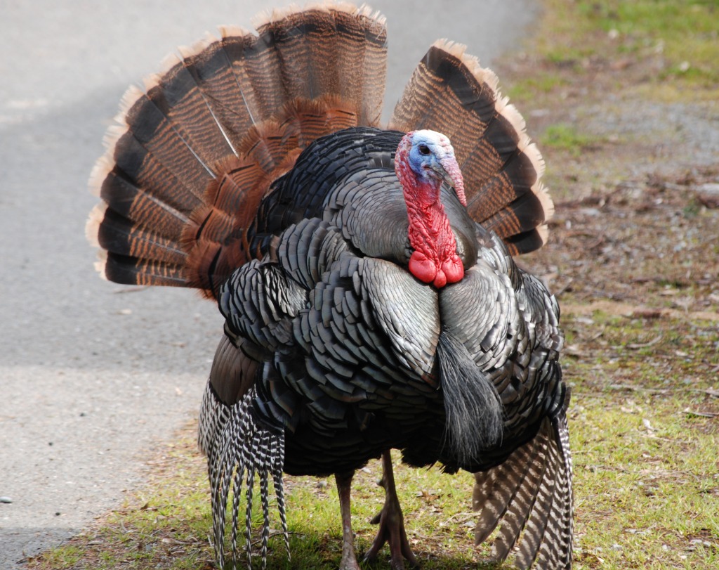 Wild Turkey jigsaw puzzle in Animals puzzles on TheJigsawPuzzles.com