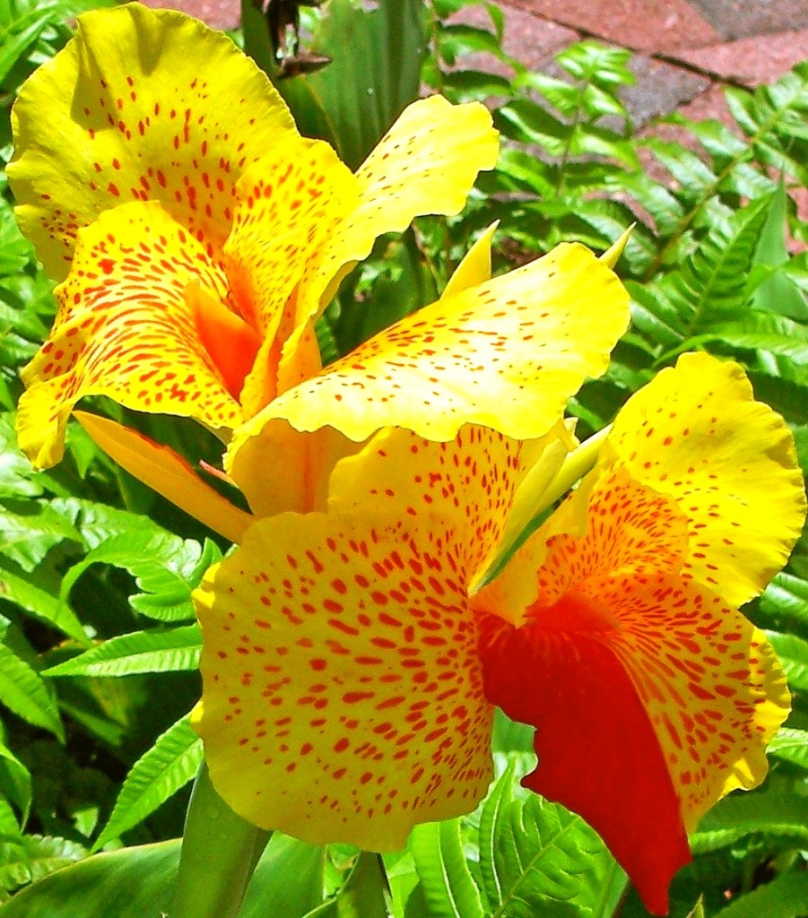 Canna - Yellow/Red Flower jigsaw puzzle in Flowers puzzles on TheJigsawPuzzles.com