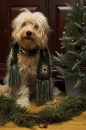 Goldendoodle Christmas