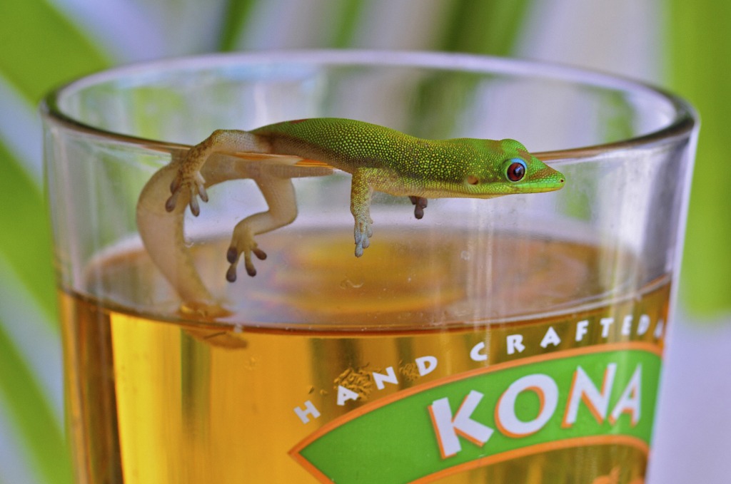Gecko and a Beer jigsaw puzzle in Macro puzzles on TheJigsawPuzzles.com