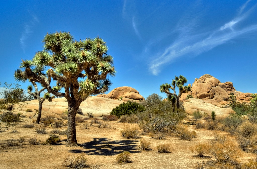 Joshua Tree National Park jigsaw puzzle in Great Sightings puzzles on TheJigsawPuzzles.com